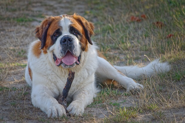 The Best Dehydrated Dog Foods for Saint Bernards