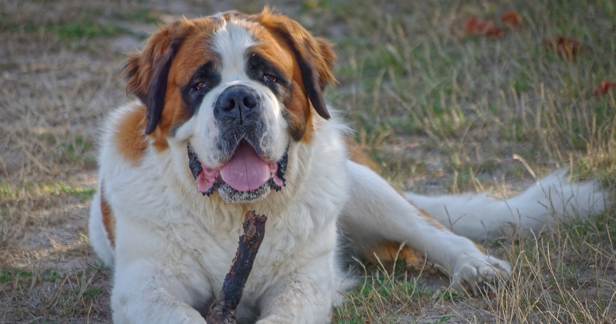 Best dehydrated dog foods for Saint Bernards