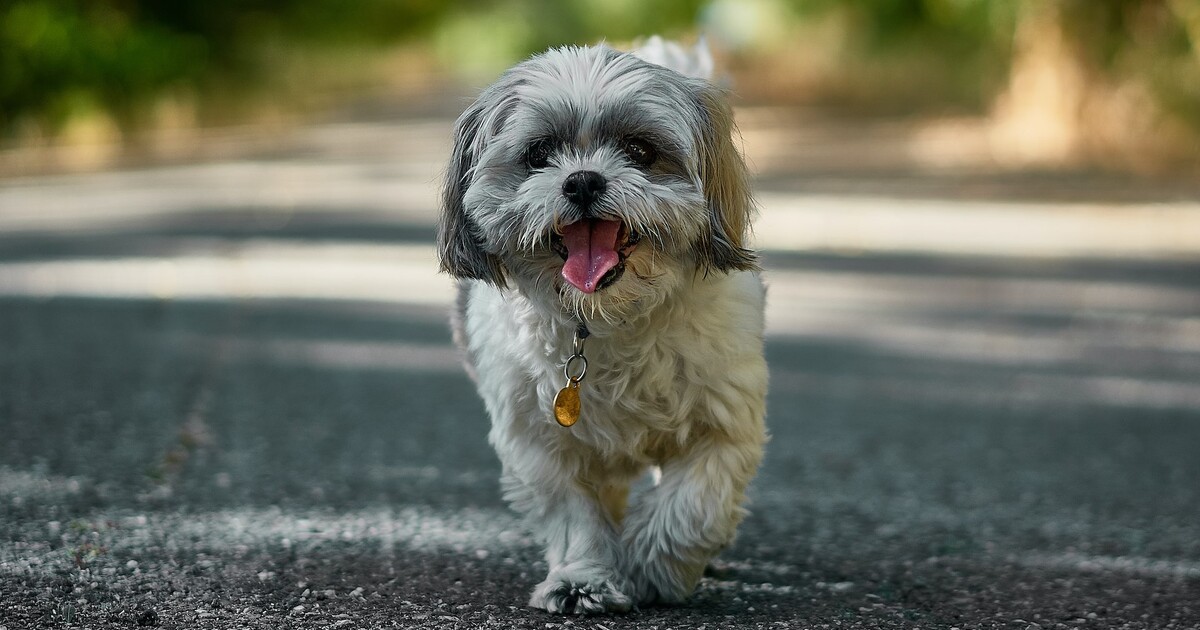 Best Invisible Fences for Shih Tzus