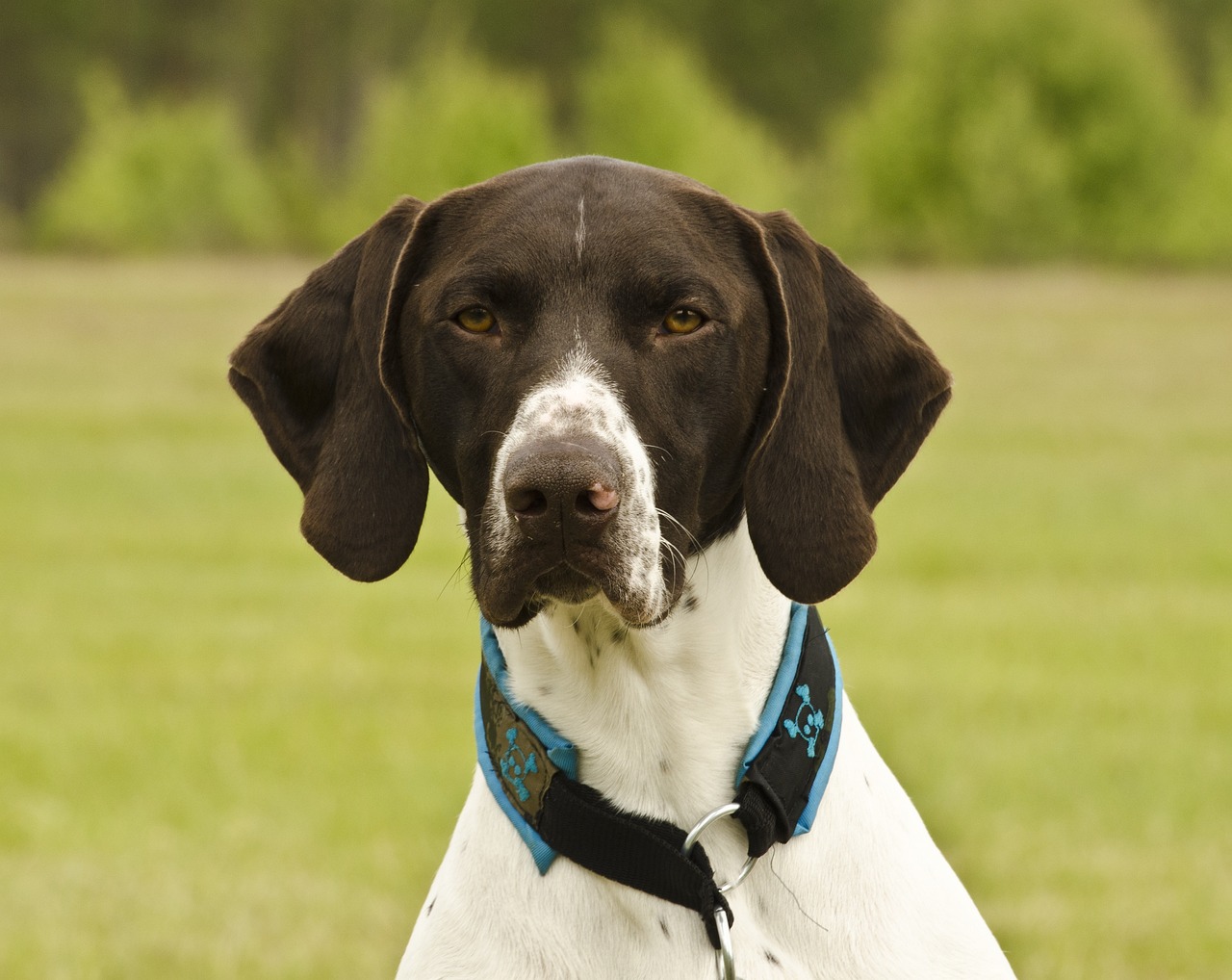 12 Best Probiotics for German Shorthaired Pointers