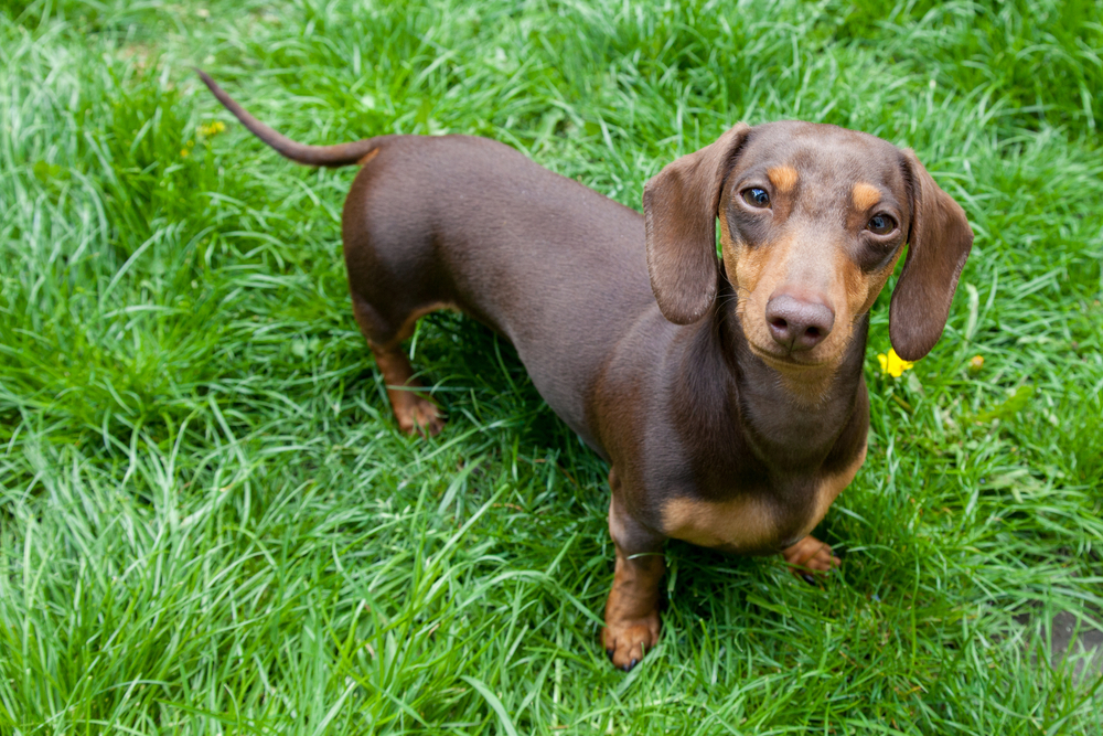 7 Strategies to Stop Your Dachshund's Resource Guarding