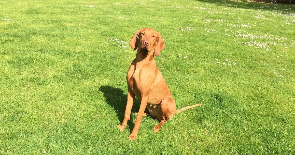 The Best Dehydrated Dog Foods for Vizslas