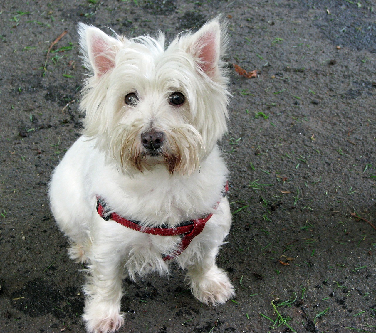 West Highland White Terriers