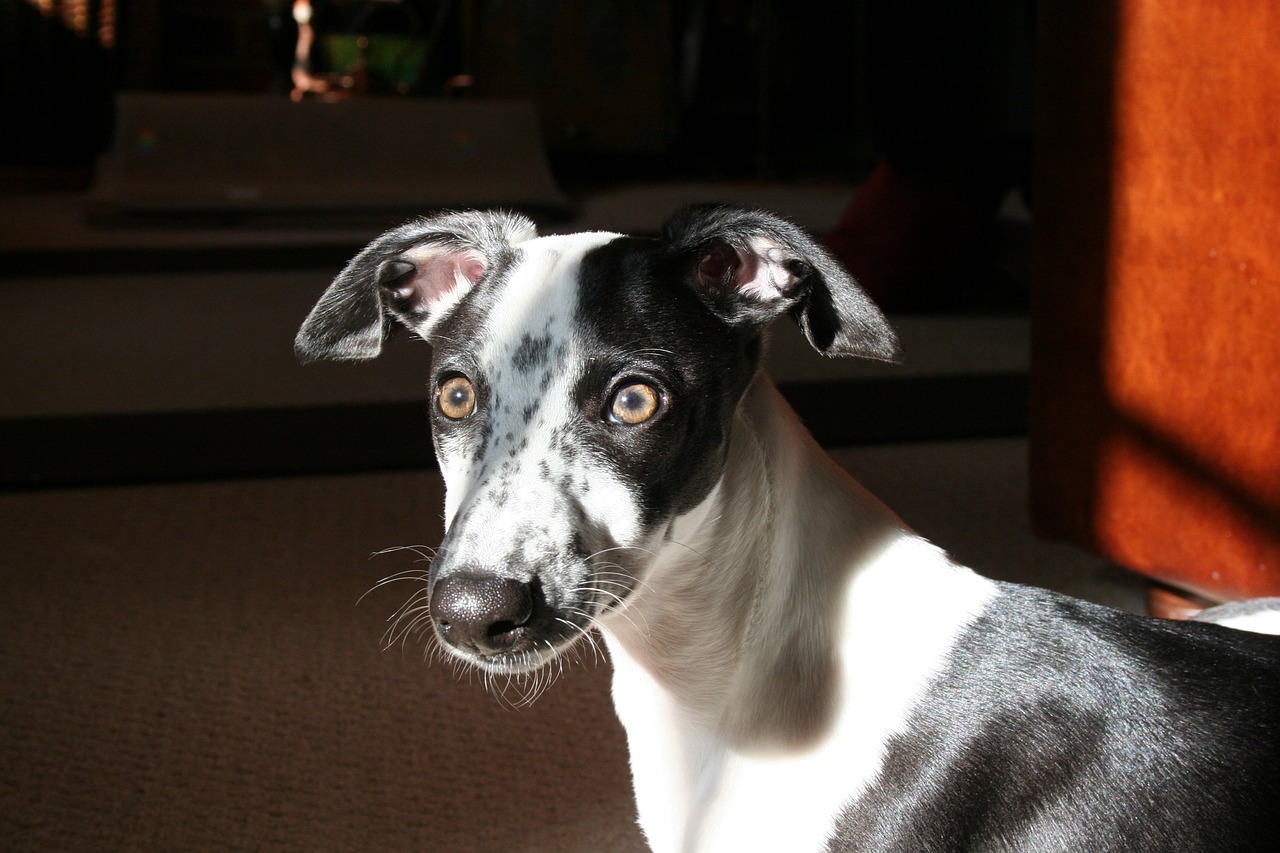 whippet mix puppies