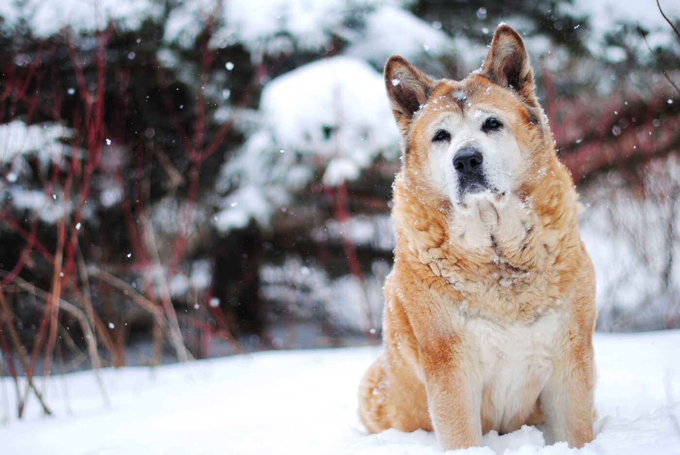 the best weight loss supplements for your Akita