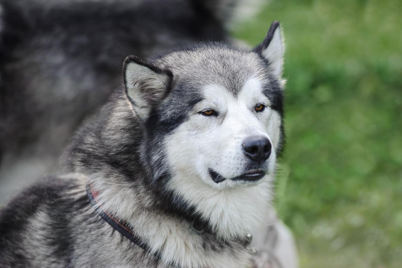 The Best Dehydrated Dog Foods for Alaskan Malamutes