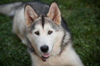Best bathtub for Alaskan Malamutes