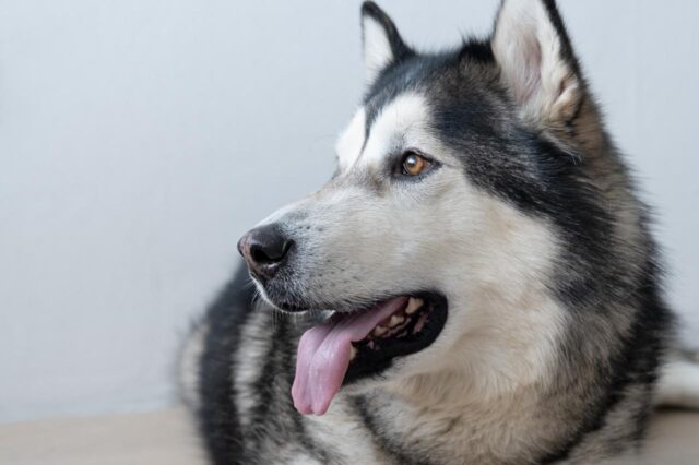 Best dog cameras for Alaskan Malamutes