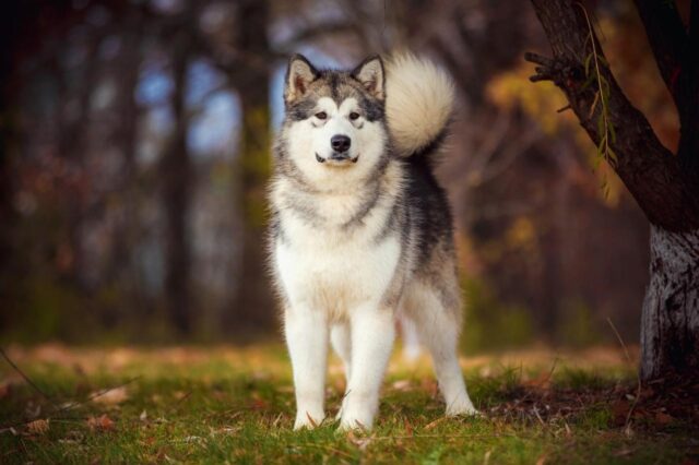 Best online dog training classes for Alaskan Malamutes