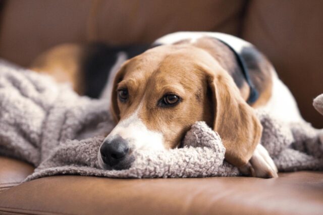 The Best Beds For Senior American English Coonhounds