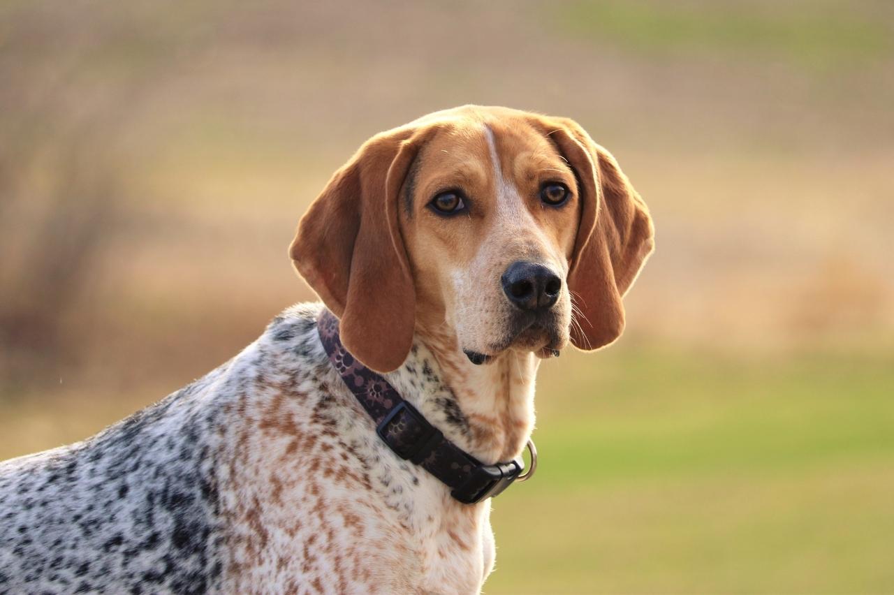 9 Best Freeze-Dried Dog Food Brands for American English Coonhounds