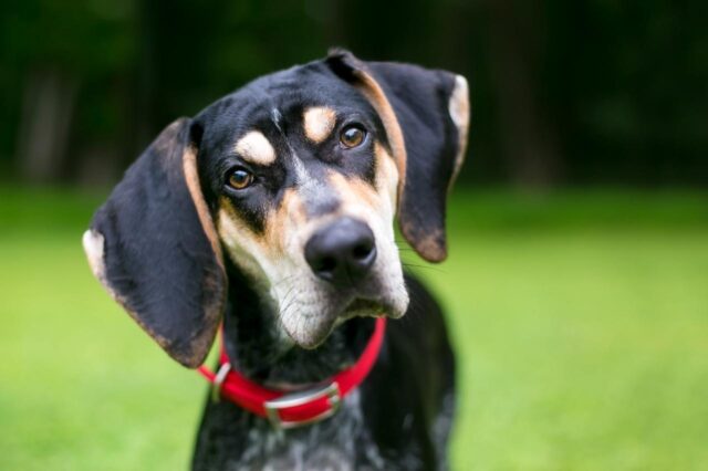 Best dehydrated dog foods for American English Coonhounds