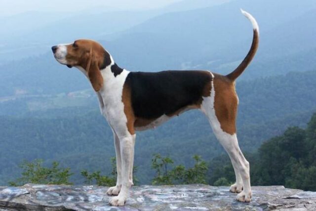 Best American English Coonhound Products For Travel