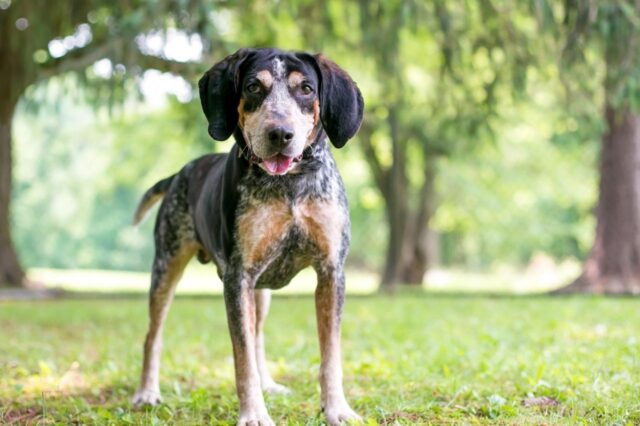 Best online dog training classes for American English Coonhounds