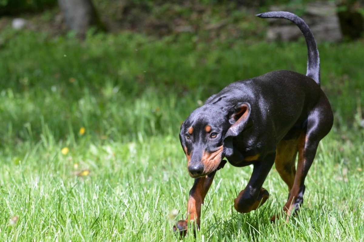Coonhound deeply focused on the scent trail with a determined posture