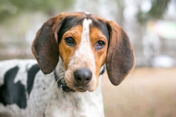 Best bully sticks for American English Coonhounds