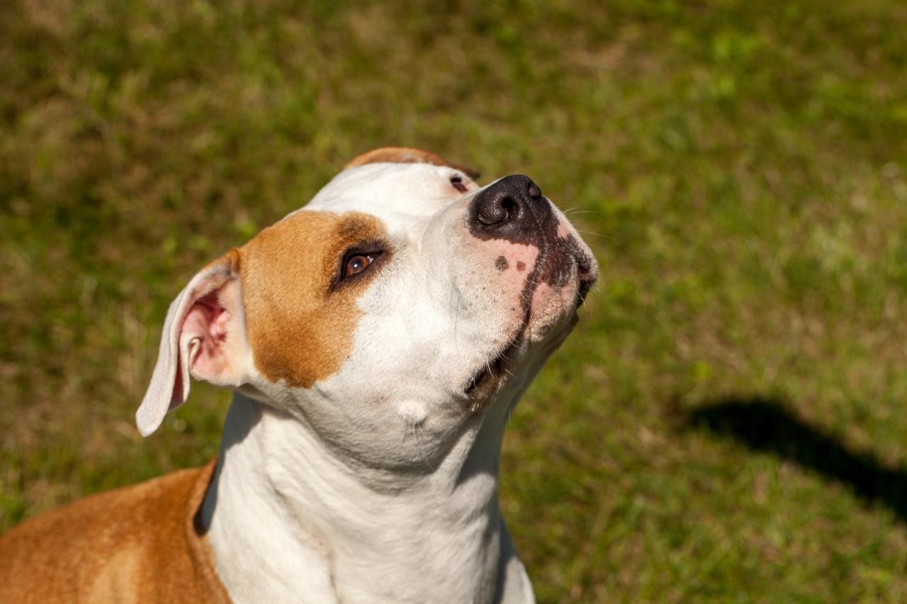 9 Best Freeze-Dried Dog Food Brands for American Staffordshire Terriers