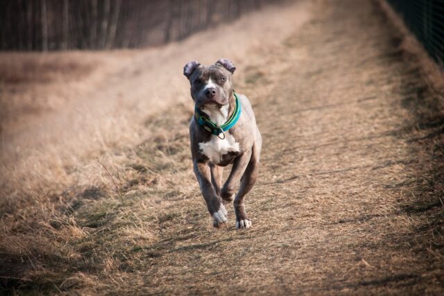 7 Best Dog Treadmill Products To Keep Your American Staffordshire Terrier In Shape