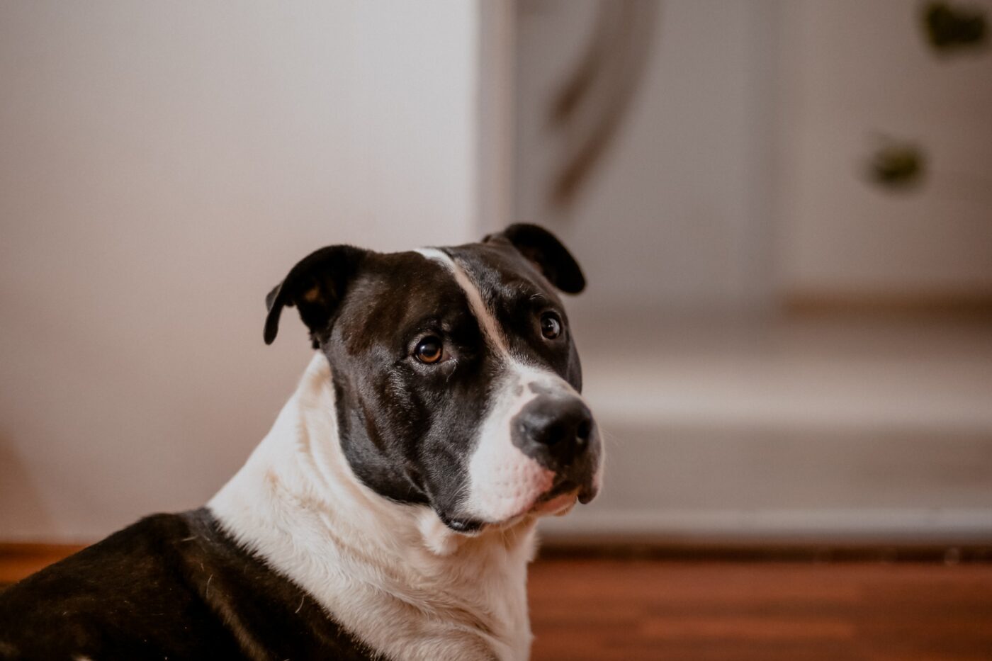 the best weight loss supplements for your American Staffordshire Terrier