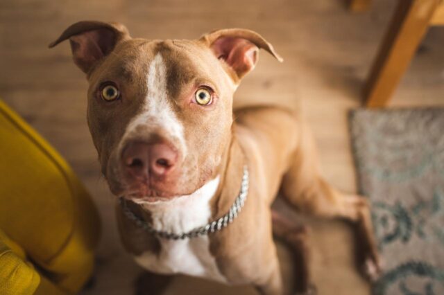 Best dog cameras for American Staffordshire Terriers