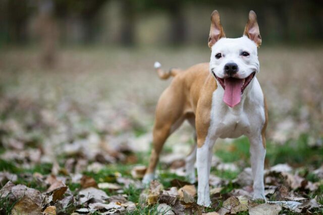 Best online dog training classes for American Staffordshire Terriers