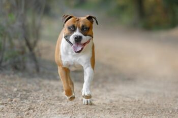 Best invisible dog fence for American Staffordshire Terriers