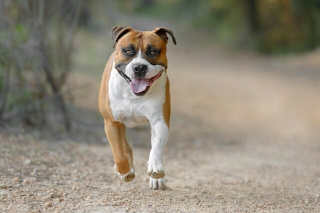 How Often Do I Take an American Staffordshire Terrier Outside to Pee?