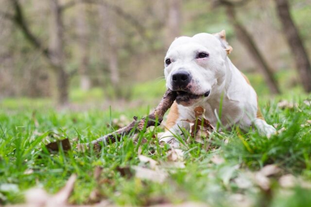 Best bully sticks for American Staffordshire Terriers