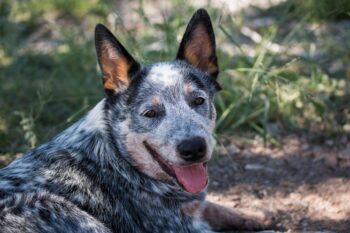 10 Best Dog Multivitamin Products for Australian Cattle Dogs