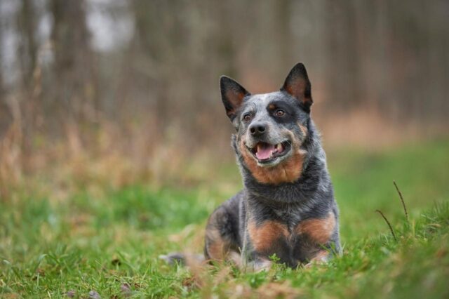 Best freeze dried dog food for Australian Cattle Dogs