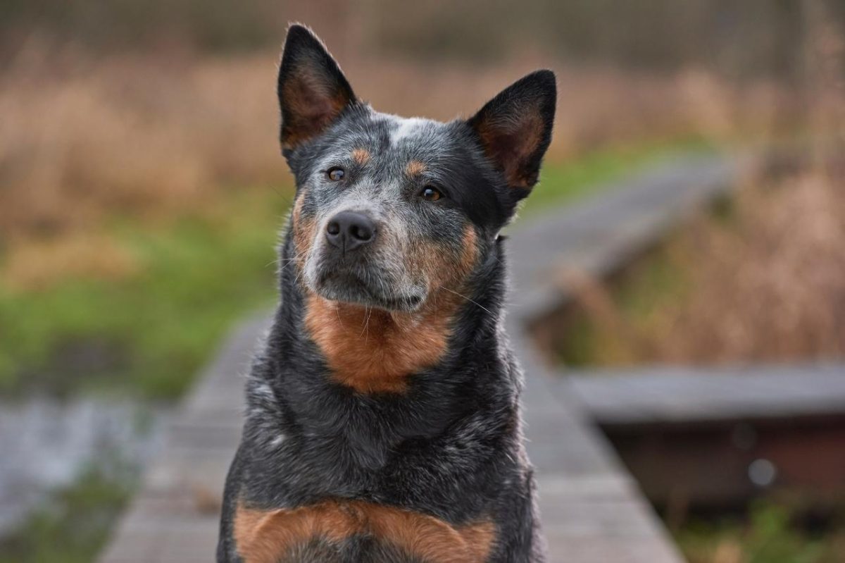 Australian Cattle Dog alert and driven, ready to work