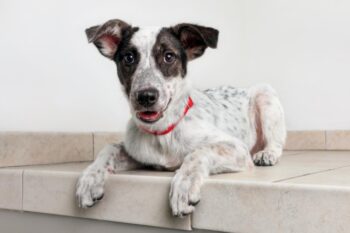 Best dog cameras for Australian Cattle Dogs