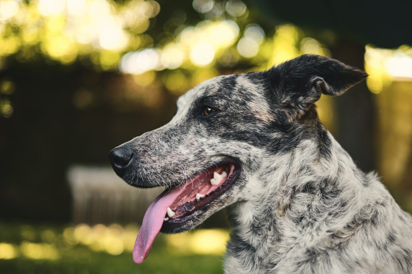 the best smart dog feeder for your Australian Cattle Dog