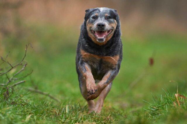 Best invisible dog fence for Australian Cattle Dogs