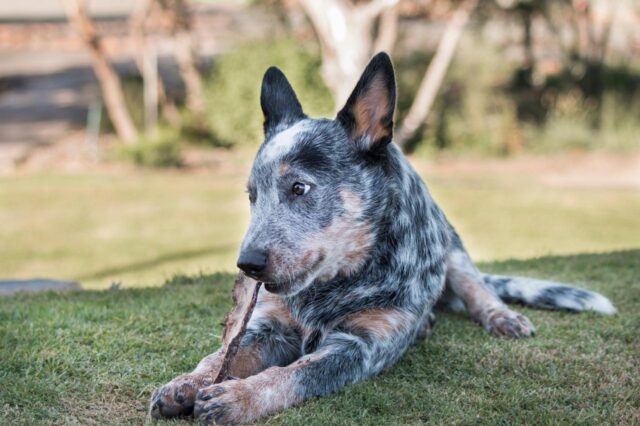 https://iheartdogs.com/wp-content/uploads/2023/05/Australian-Cattle-Dog-8-e1684265598699.jpg