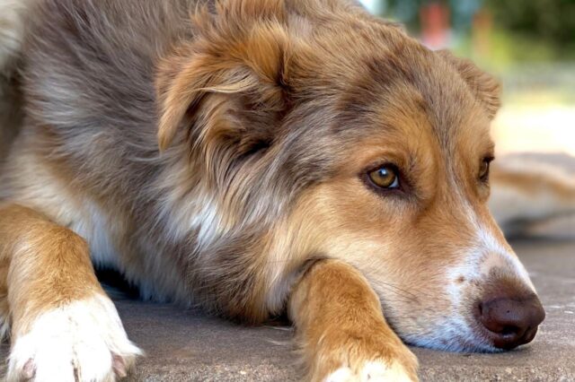 Best dog multivitamins for Australian Shepherds