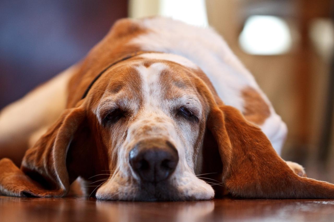 Best dog multivitamins for Basset Hounds