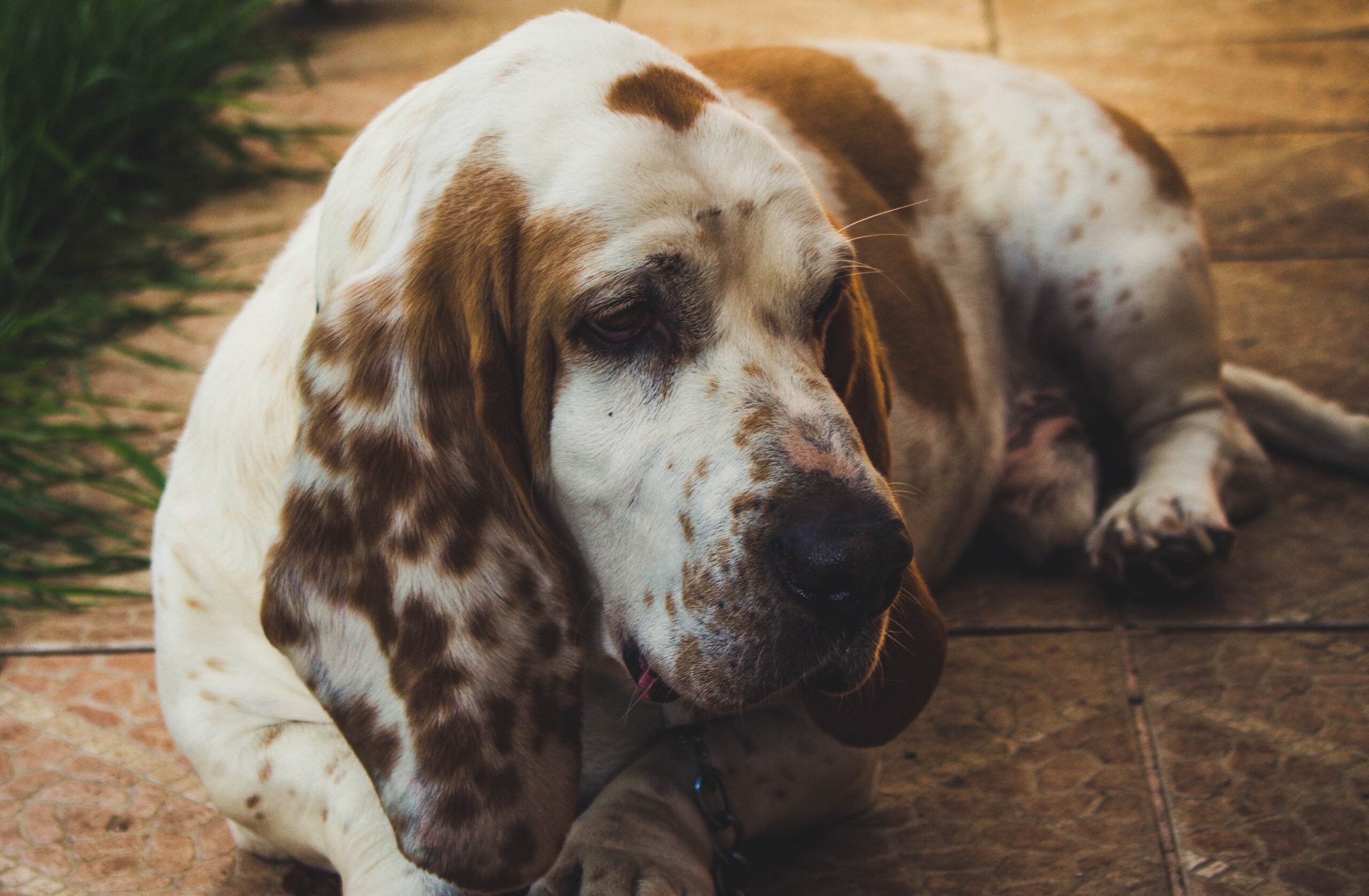 Basset Hound gives a soulful, thoughtful gaze that makes every quiet moment look profoundly meaningful.