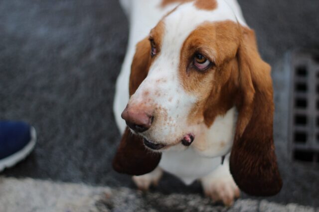 Best Dog Treadmill Products for Basset Hounds