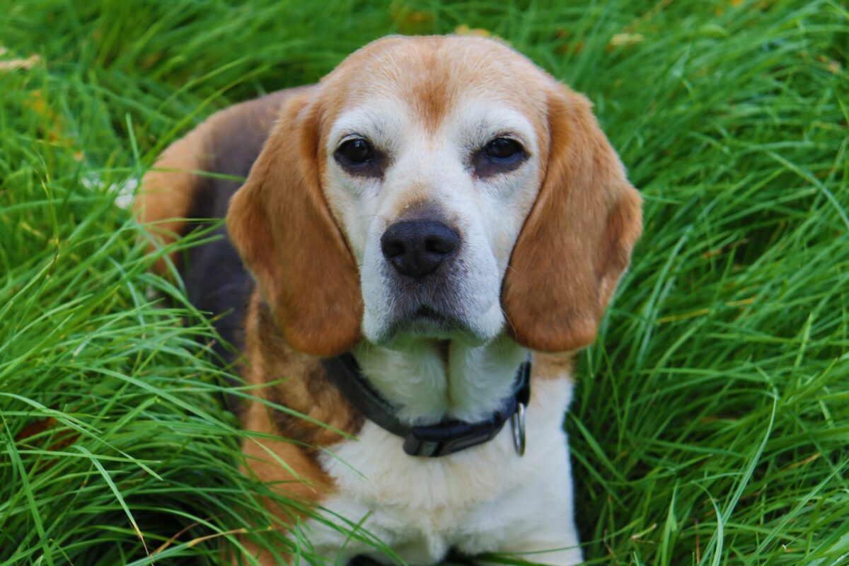 7 Best Dog Weight Loss Supplements for Beagles