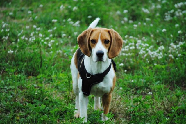 Best online dog training classes for Beagles