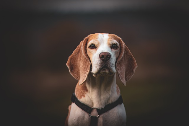 Best Beagle Immunity Supplements
