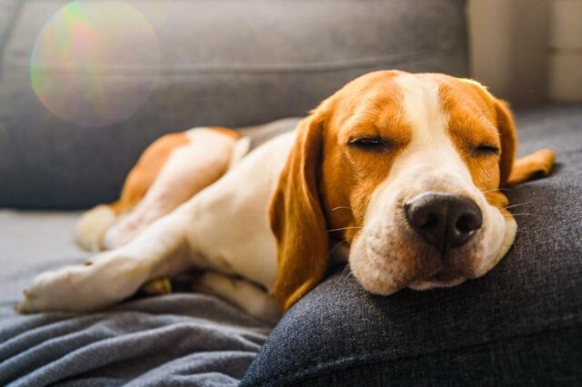 Best dog multivitamins for Beagles