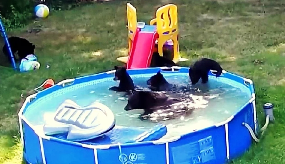 Family Was Ready To Use Their Pool, But Found It Was 'Already Occupied'