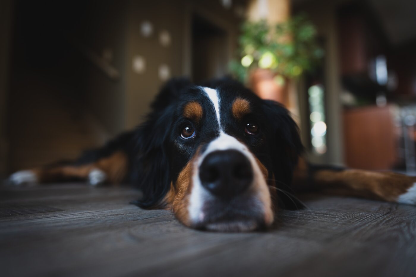 the best weight loss supplements for your Bernese Mountain Dog