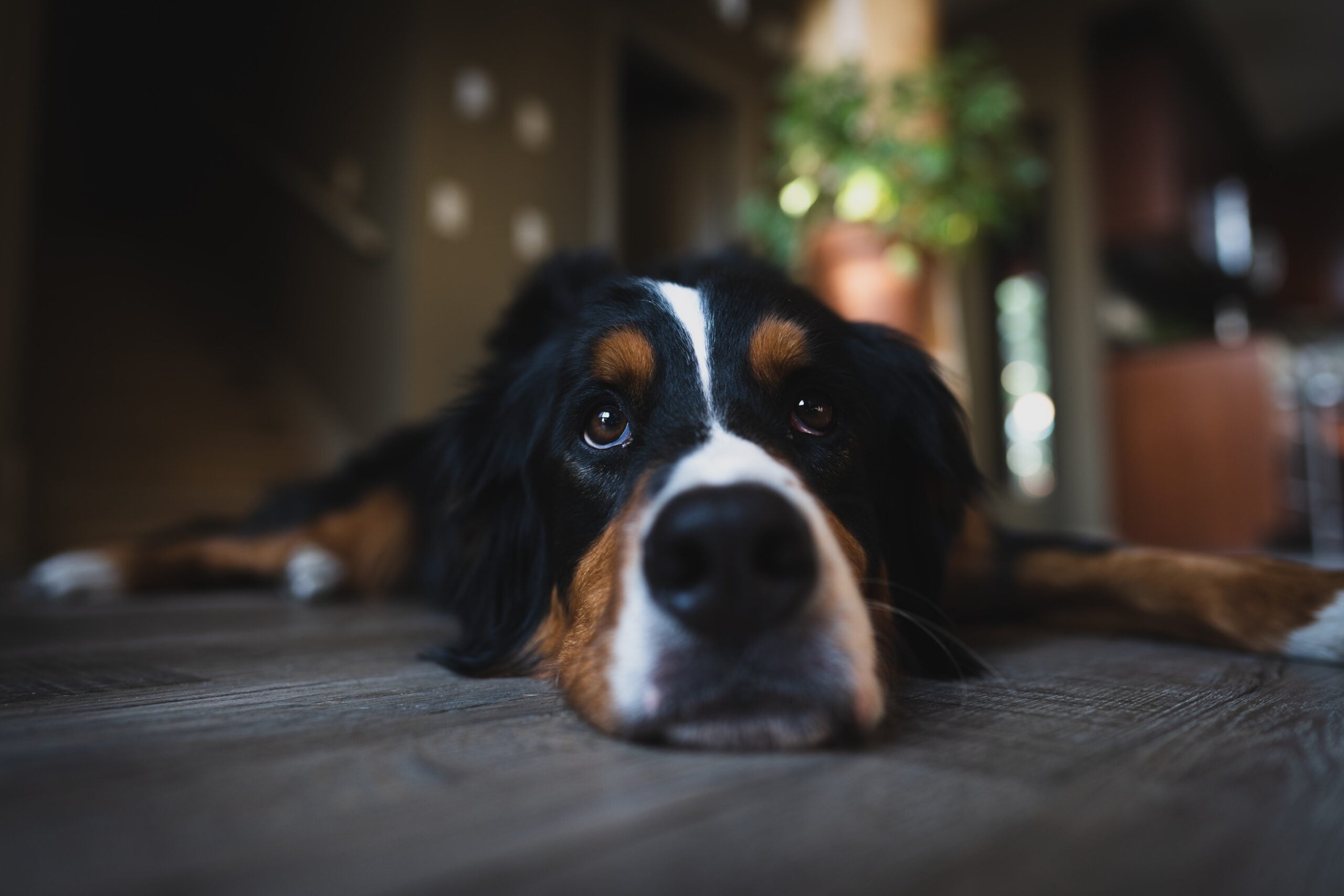 the best weight loss supplements for your Bernese Mountain Dog