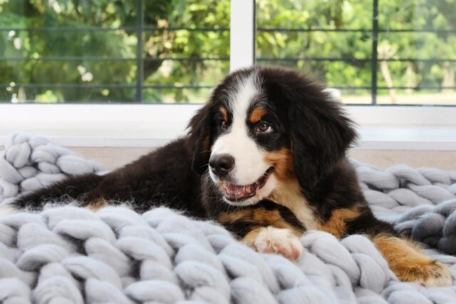 Best dog cameras for Bernese Mountain Dogs