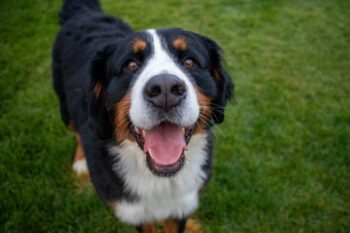 the best smart dog feeder for your Bernese Mountain Dog