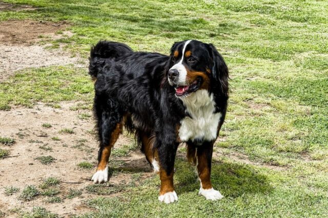 Best online dog training classes for Bernese Mountain Dogs