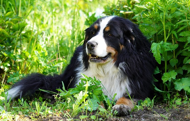 Best Bernese Mountain Dog Immunity Supplements